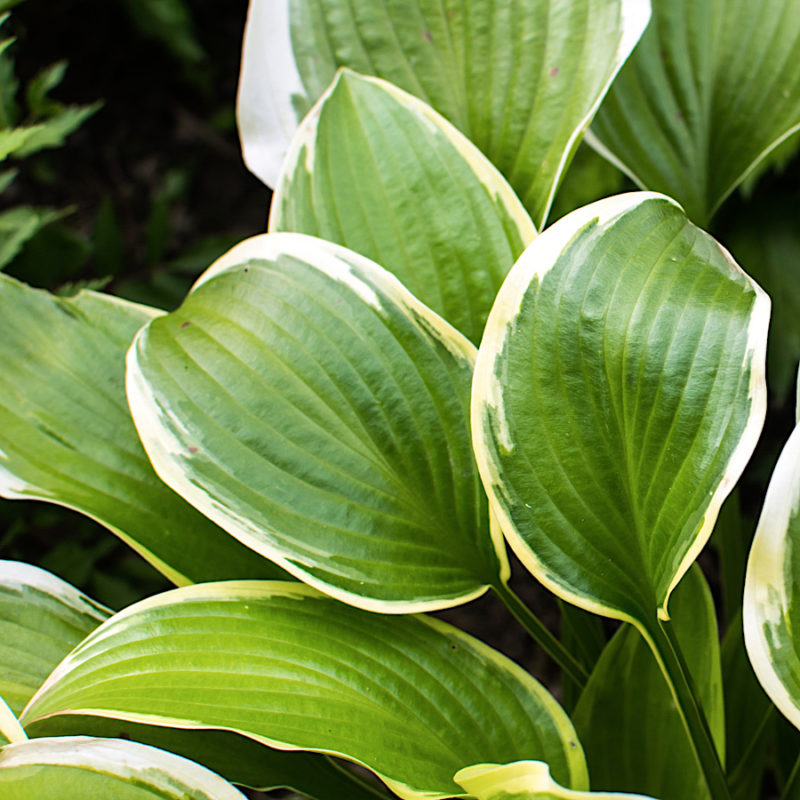 Hosta x fortunei 'Francee' (Plantain Lily)