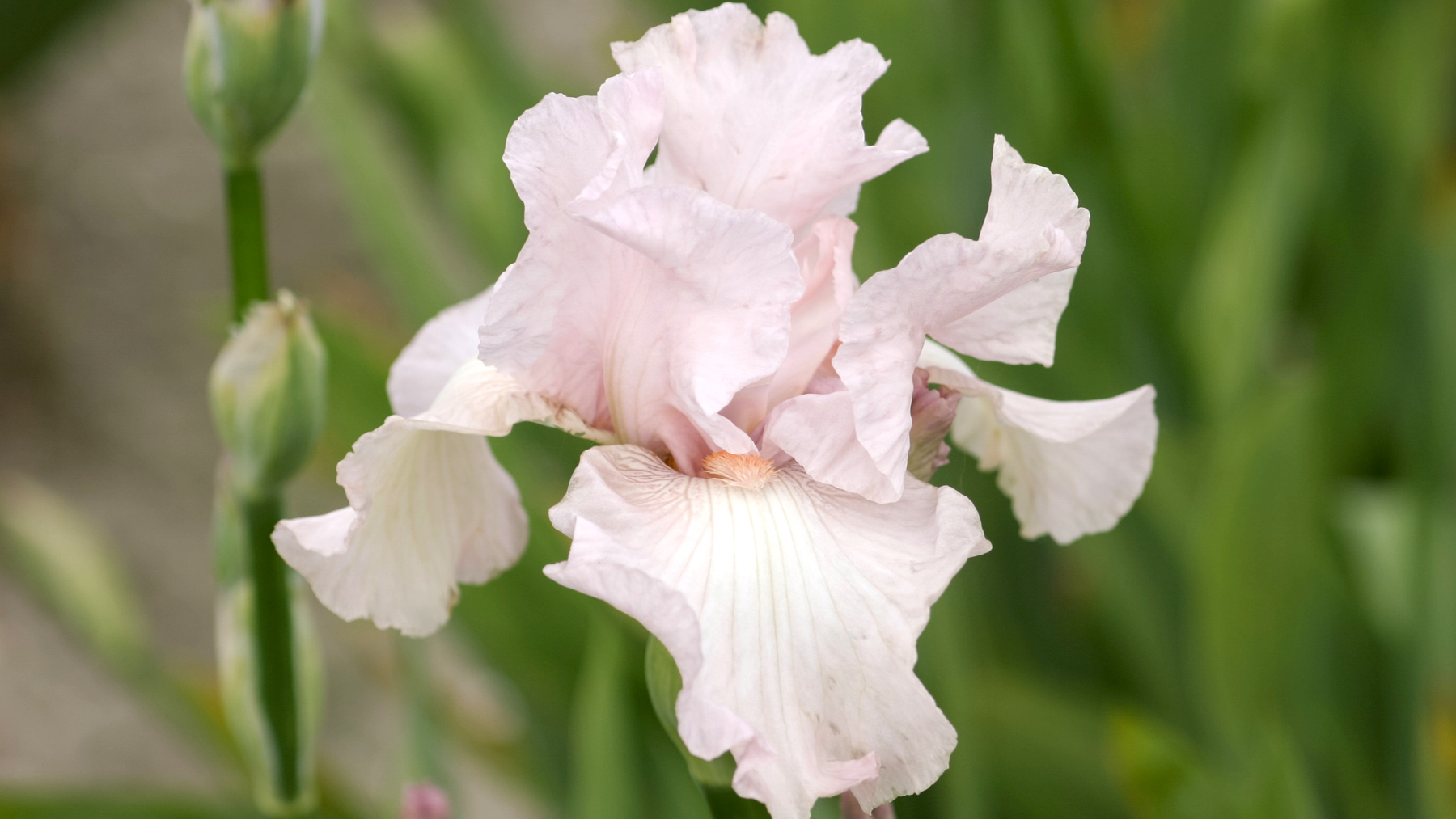 IRIS BARBATA-ELATIOR ‘CHERISHED’ (SCHWERTLILIE)