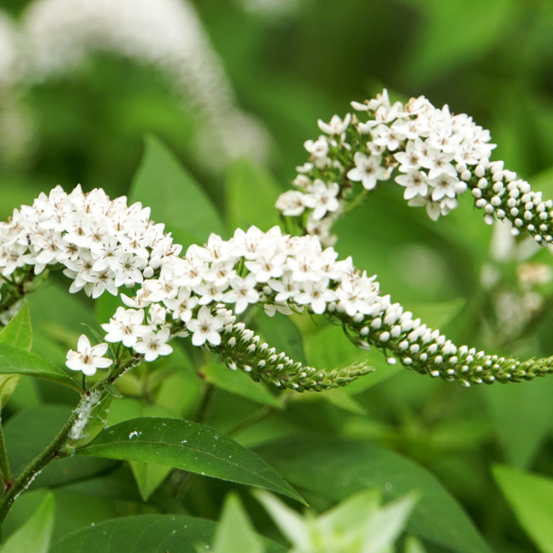 Lysimachia clethroides 'Snowcandle' (Gooseneck Loosestrife)