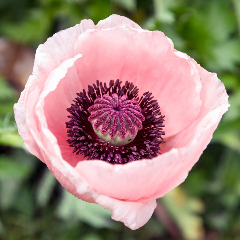 Papaver Orientale-Hybr. 'Princess Victoria Louise' (Oriental Poppy) - Image 2