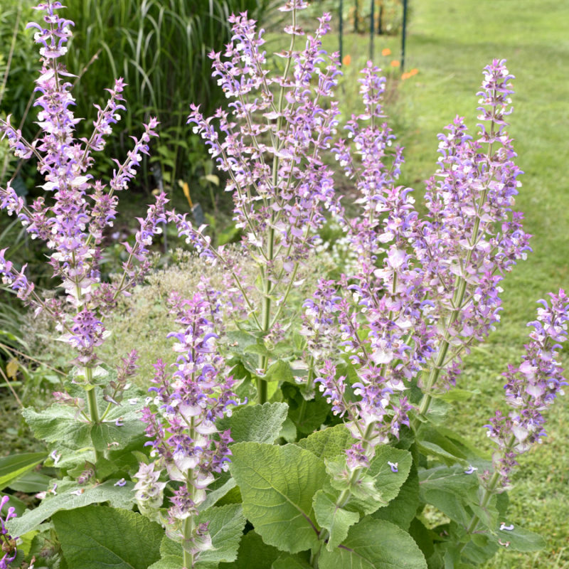 SALVIA SCLAREA (MUSKATELLERSALBEI) Staude, Mehrjährige Pflanze