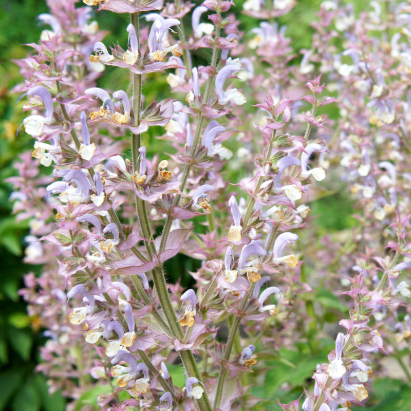 SALVIA SCLAREA (MUSKATELLERSALBEI) Staude, Mehrjährige Pflanze