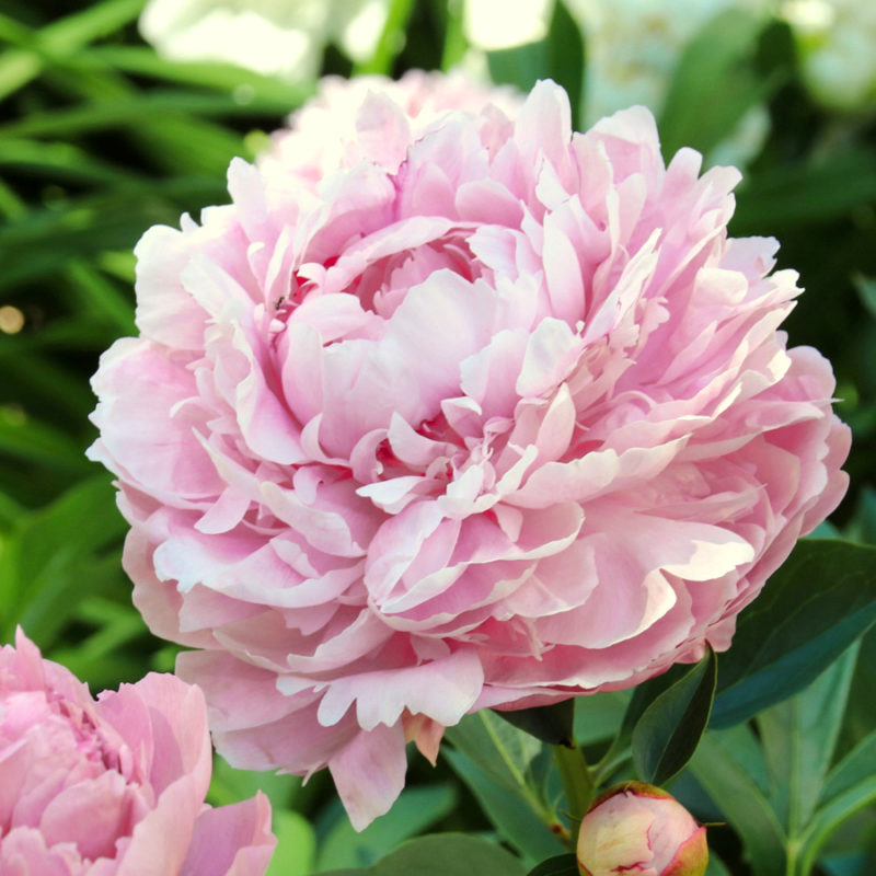 PAEONIA LACTIFLORA HYBRIDE ‘SARAH BERNHARDT’ (EDELPFINGSTROSE)