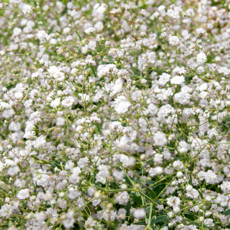 Gypsophila paniculata 'Bristol Fairy' (Veilwort)