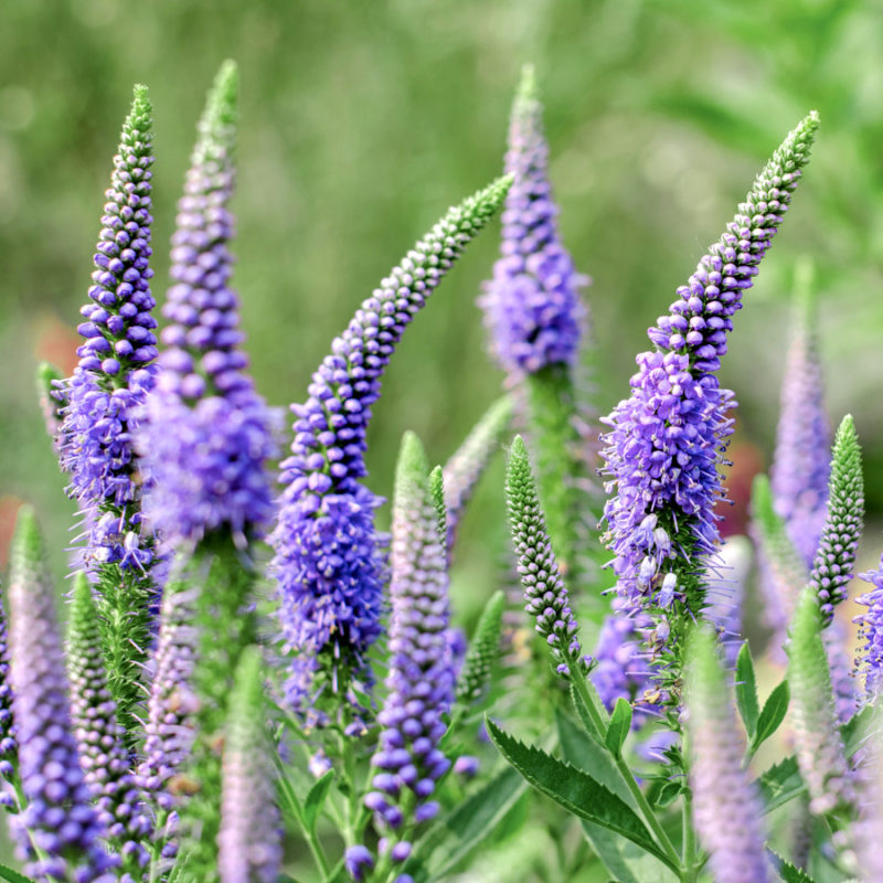 Veronica longifolia (Long-Leaved Speedwell)