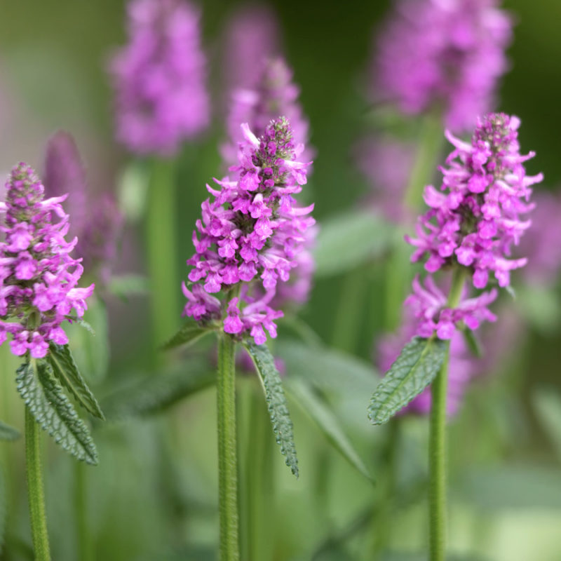 STACHYS MONNIERI ‘HUMMELO’ (DICHTBLÜTIGER ZIEST) Staude