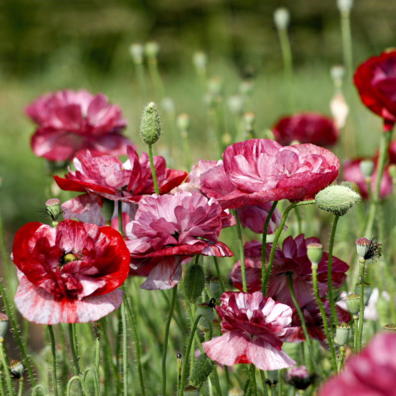 Papaver rhoeas 'Pandora' Klatschmohn, Blumensamen, Saatgut, Samentütchen, Einjährige, Cool Flower