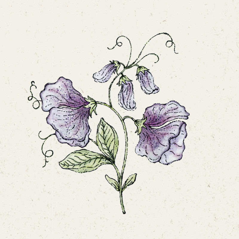 Lathyrus odoratus 'Nimbus' Duftwicke, Blumensamen, Saatgut, Einjährige, Illustration Rekersdrees