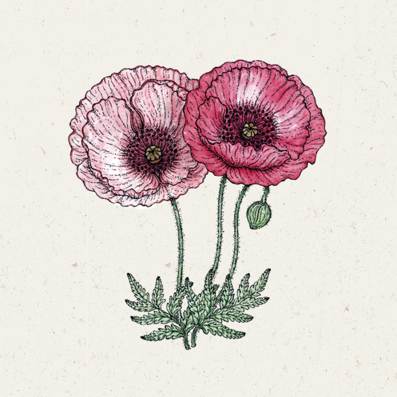 Papaver rhoeas 'Pandora' Klatschmohn, Blumensamen, Saatgut, Samentütchen, Einjährige, Cool Flower, Illustration Rekersdrees