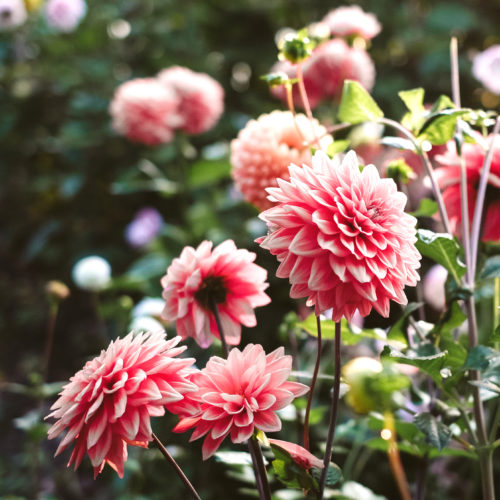 Dahlien Blumenknollen Schnittblumen Garten