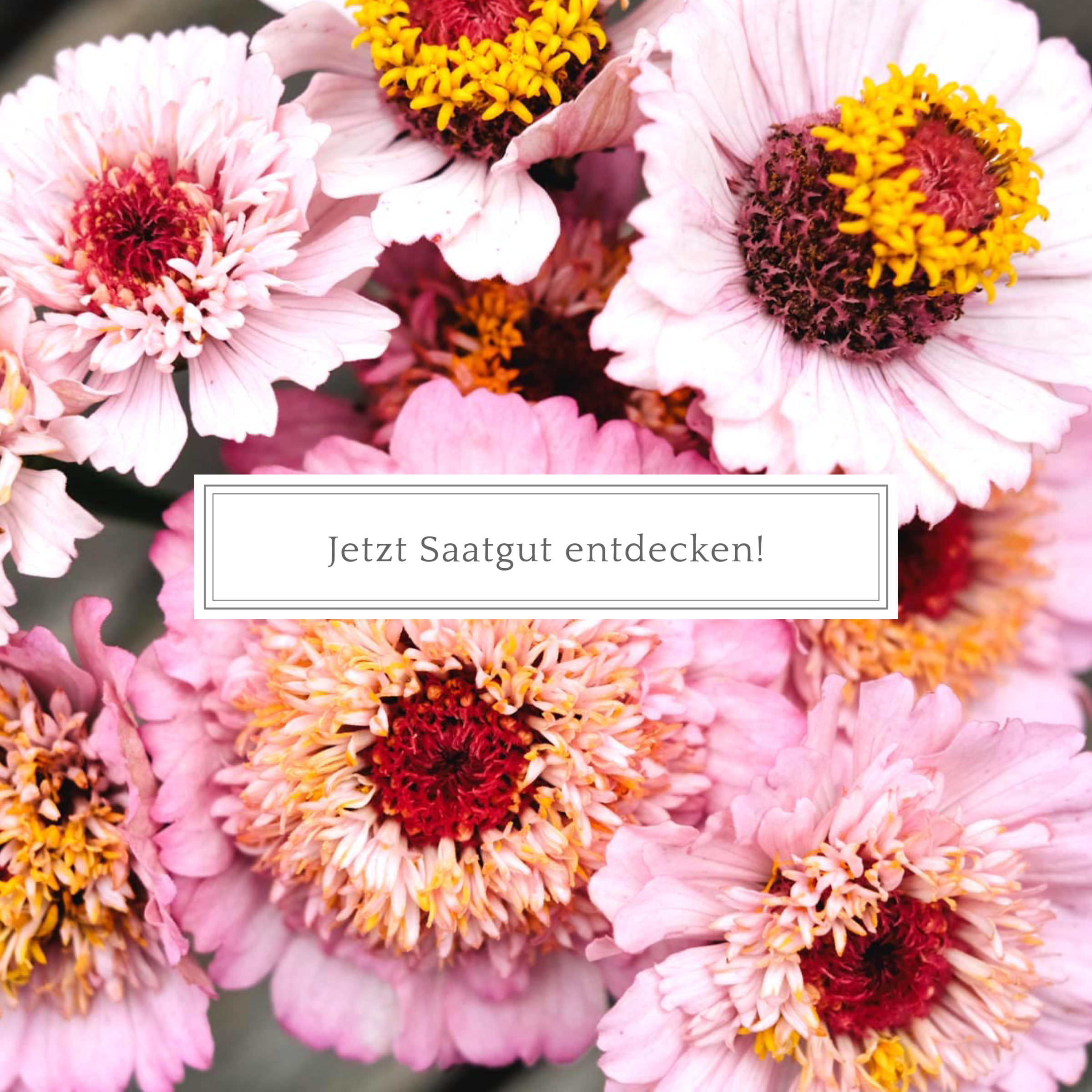 Saatgut entdecken