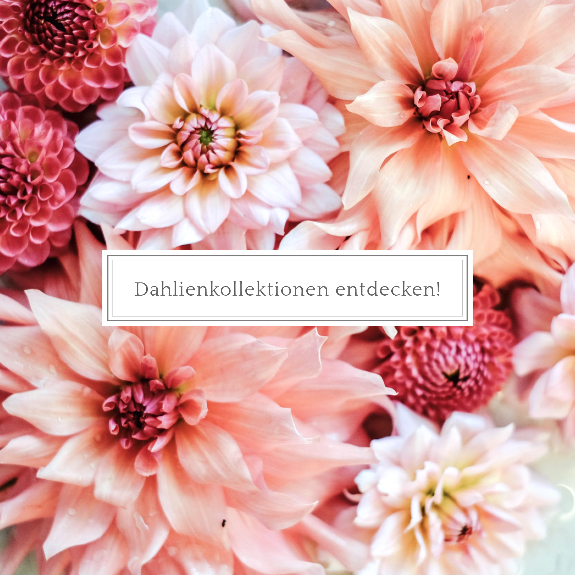 Dahlienkollektionen entdecken