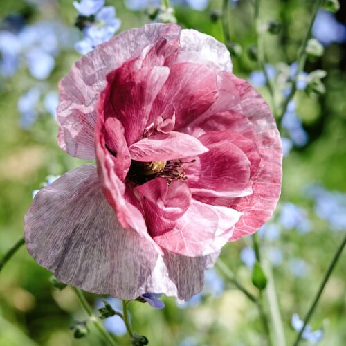 Papaver rhoeas ‚Pandora‘ (Klatschmohn)