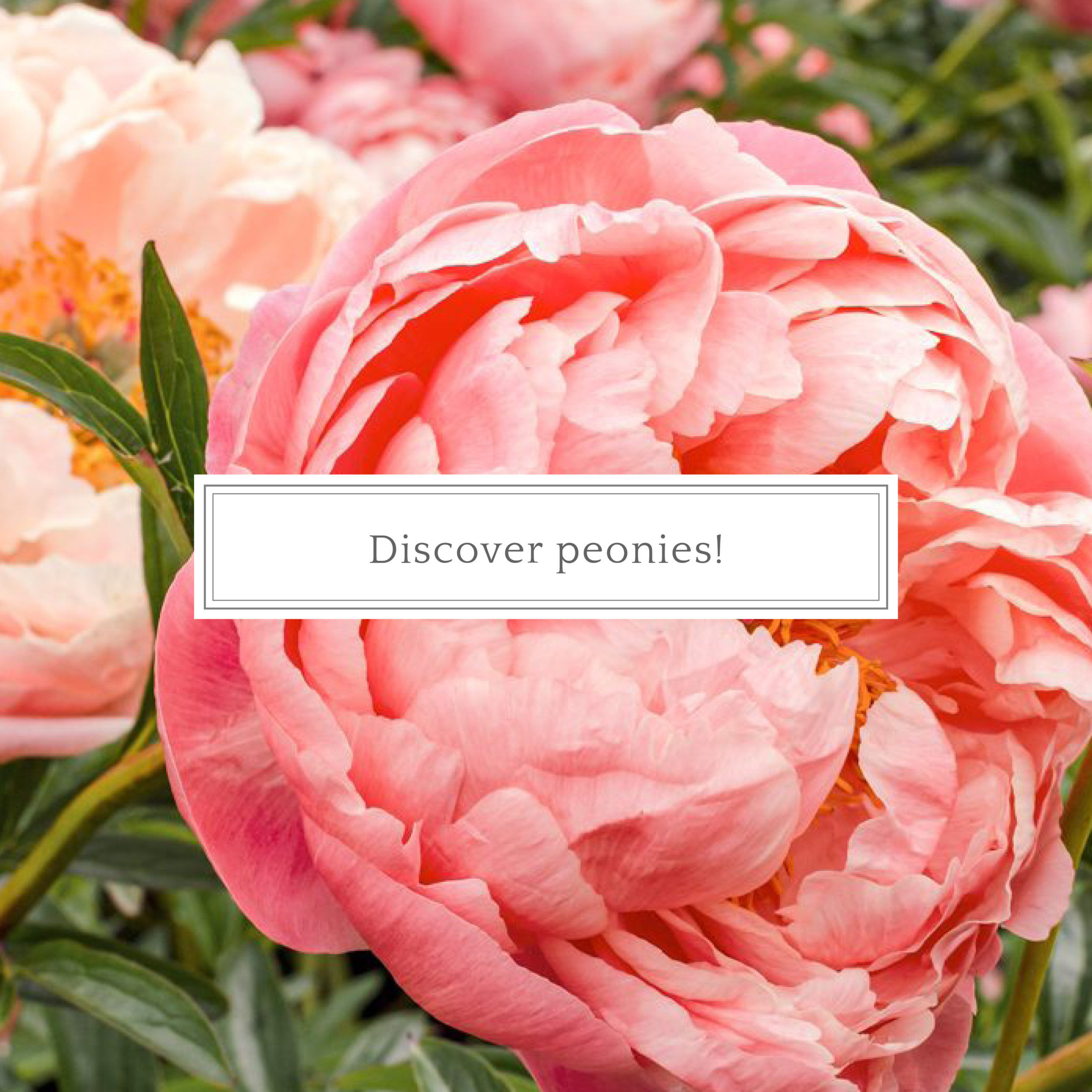 Discover Peonies