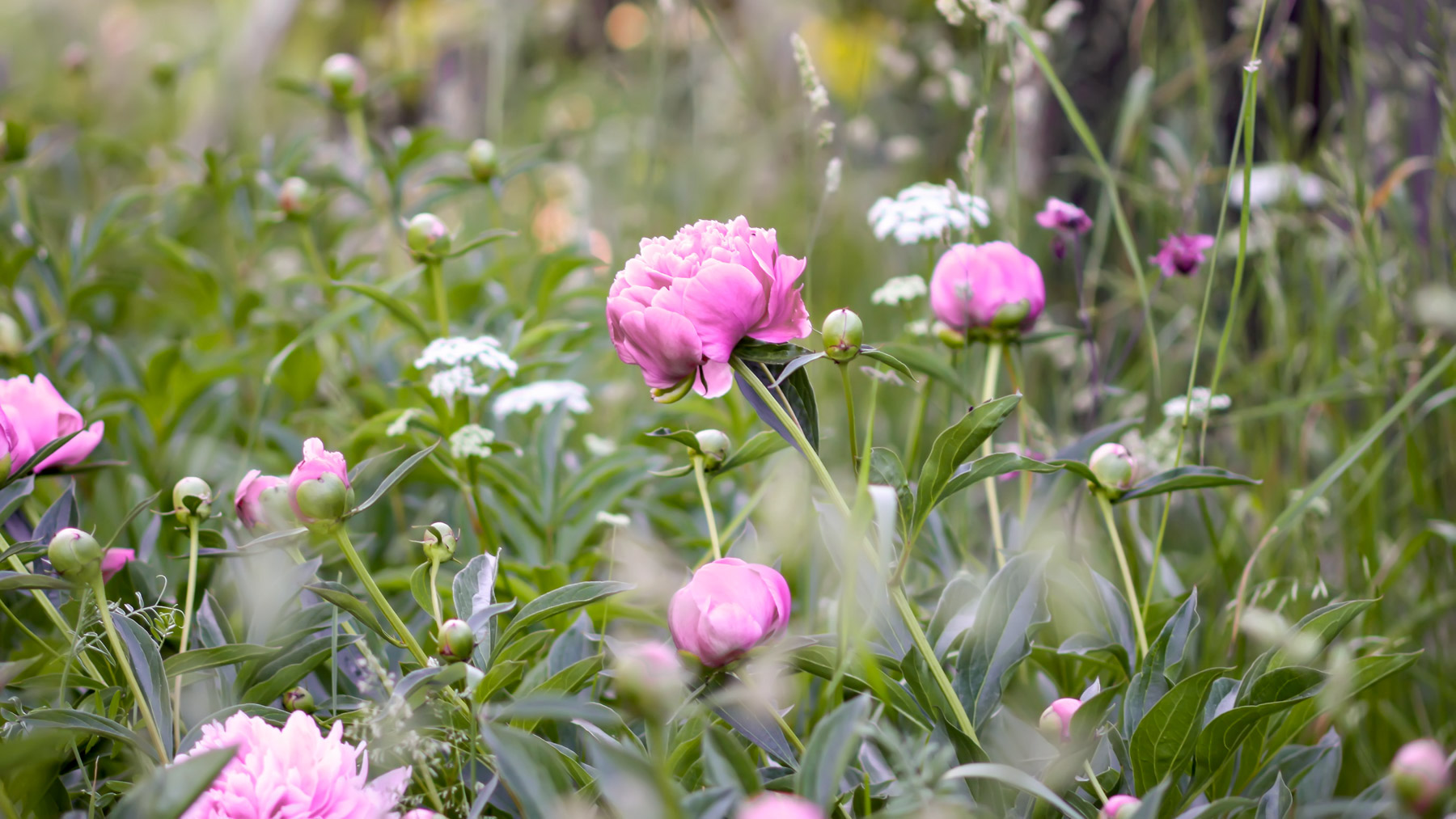 Paeonia Lactiflora Pfingstrosen Peonies Schnittblume Staude Mehrjährige Pflanze