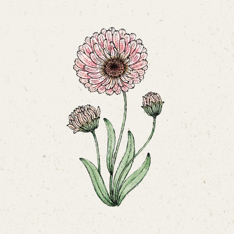 Calendula ‘Pink Surprise’ Ringelblume, Saatgut, Einjährige, Cool Flower, Illustration Rekersdrees