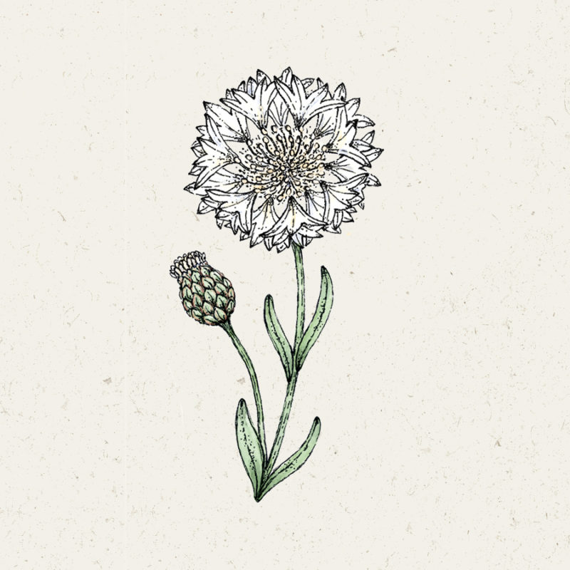 Centaurea cyanus 'White Ball' Kornblume, Saatgut, Einjährige, Cool Flower, Bouquets, Illustration Rekersdrees