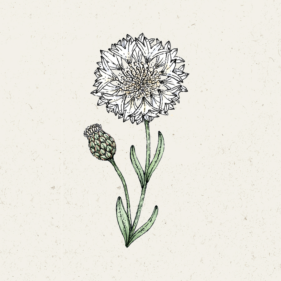 Centaurea cyanus 'White Ball' Kornblume, Saatgut, Einjährige, Cool Flower, Bouquets, Illustration Rekersdrees
