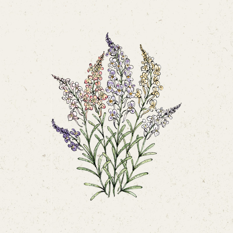Linaria maroccana ‘Fairy Lights’ Marokkanisches Leinkraut, Saatgut, Einjährige, Cool Flower, Balkonblume, Illustration Rekersdrees
