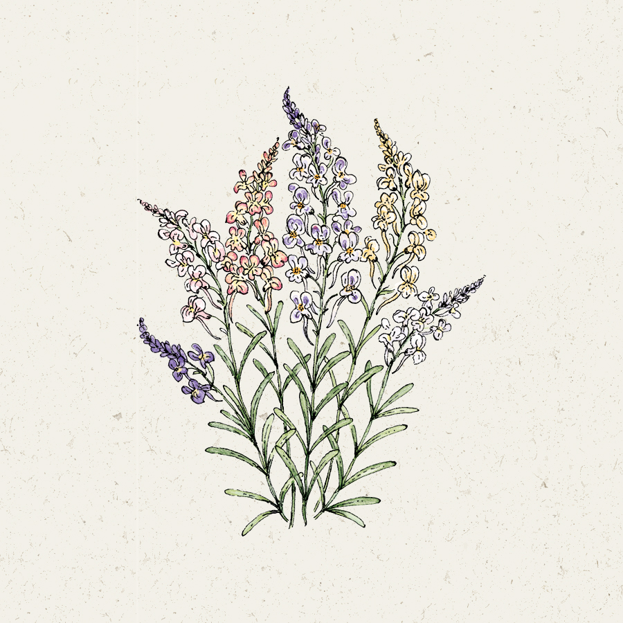 Linaria maroccana ‘Fairy Lights’ Marokkanisches Leinkraut, Saatgut, Einjährige, Cool Flower, Balkonblume, Illustration Rekersdrees
