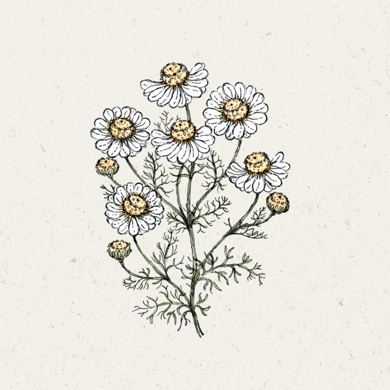 Matricaria chamomilla Kamille, Saatgut, Einjährige, Cool Flower, Sommerbouquets, Begleitblume, Illustration Rekersdrees