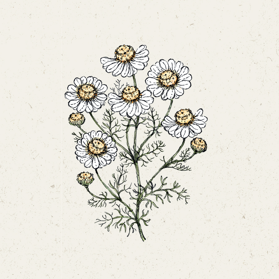 Matricaria chamomilla Kamille, Saatgut, Einjährige, Cool Flower, Sommerbouquets, Begleitblume, Illustration Rekersdrees