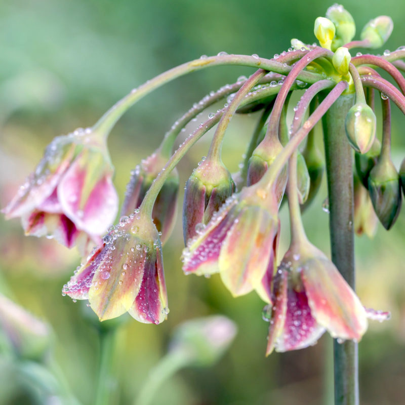 NECTAROSCORDUM SICULUM (BULGARISCHER ZIERLAUCH) - Nahaufnahme