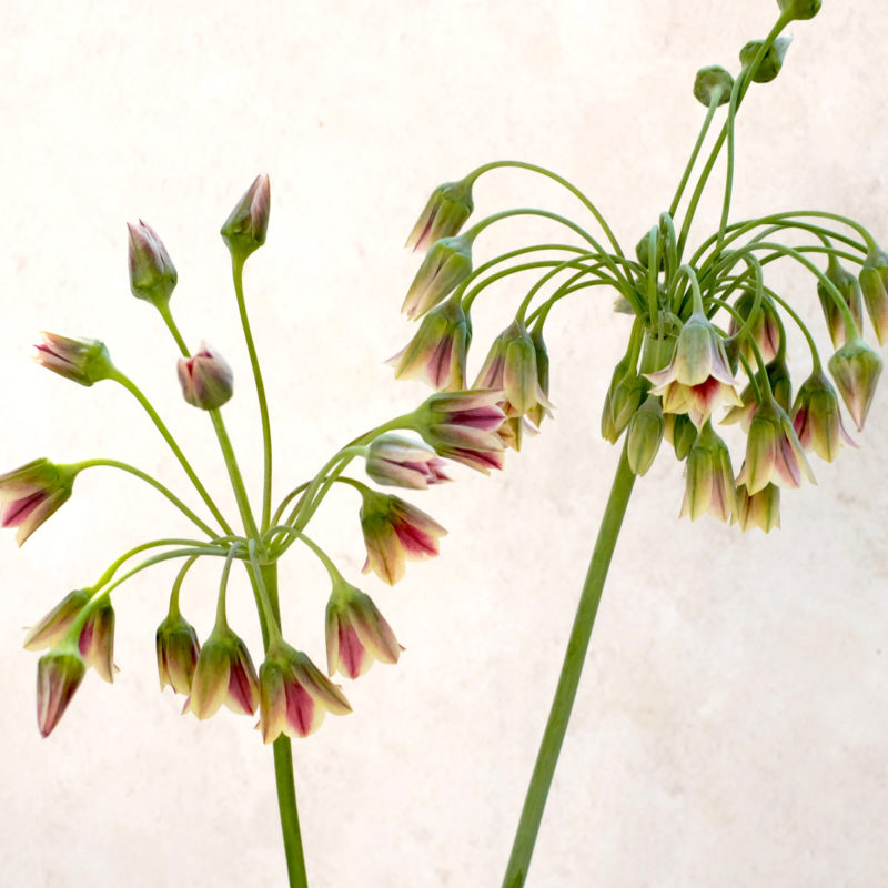 NECTAROSCORDUM SICULUM (BULGARISCHER ZIERLAUCH) II