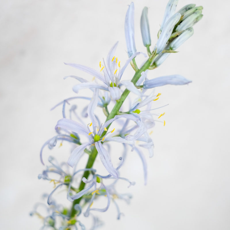 CAMASSIA CUSICKII (PRÄRIELILIE) - Nahaufnahme