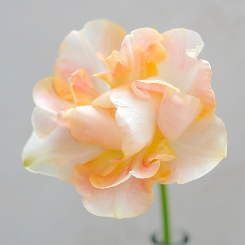 TULPE ‘CHARMING LADY’
