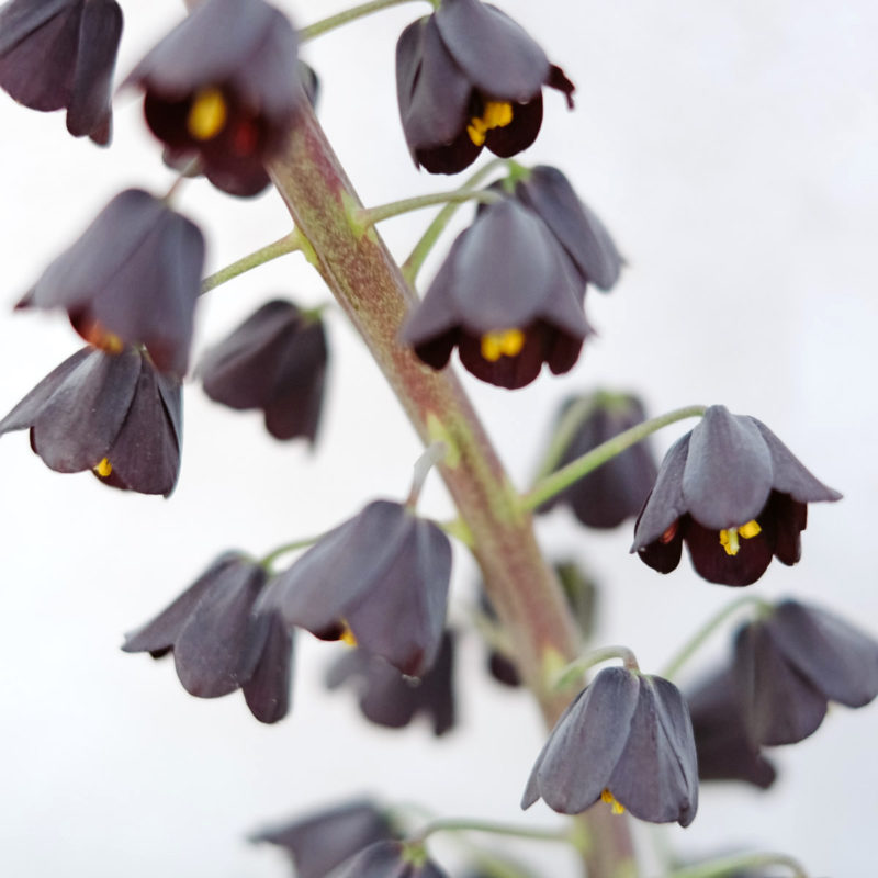 FRITILLARIA PERSICA (PERSISCHE KAISERKRONE) - Nahaufnahme