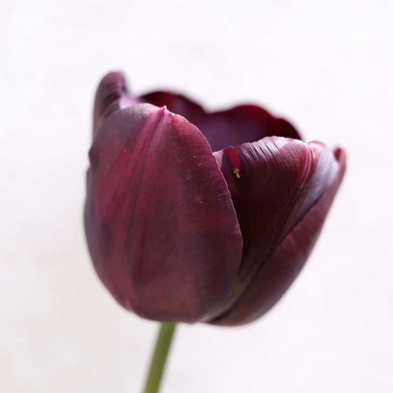 TULPE ‘QUEEN OF NIGHT’