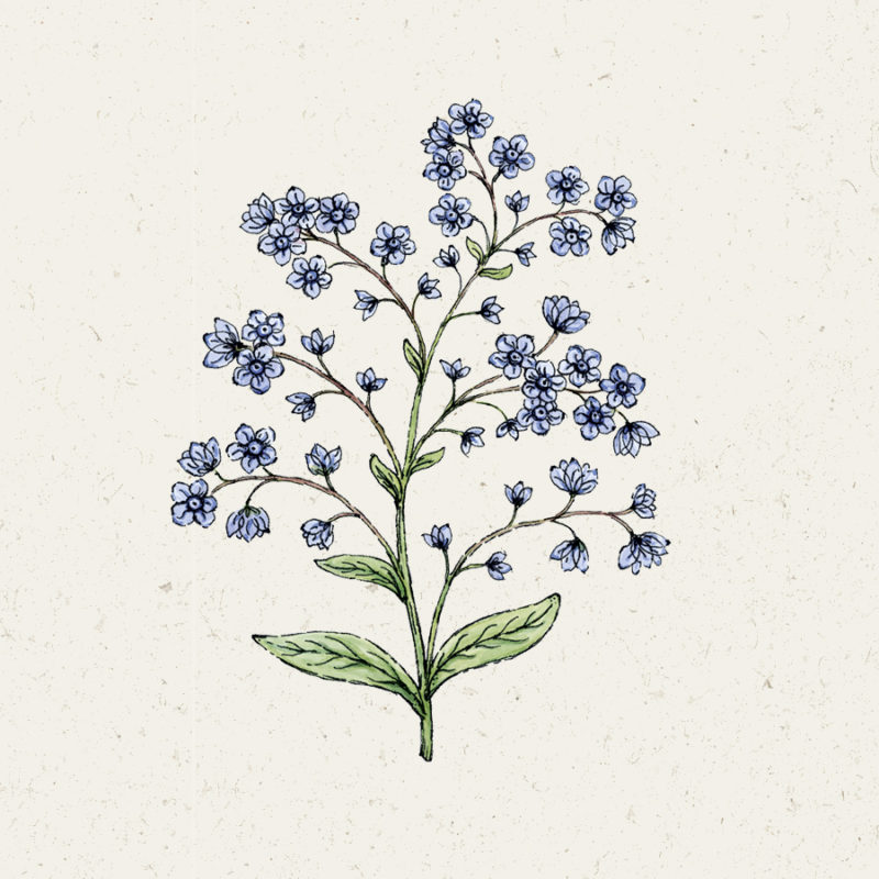Cynoglossum amabile 'Firmament' Chinesisches Vergissmeinnicht, Saatgut, Einjährige, Cool Flower, Illustration Rekersdrees