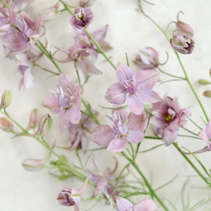 Delphinium consolida ′Misty Lavender′ Rittersporn, Saatgut, Blumensamen, Schnittblume, Cool Flower, Trockenblume