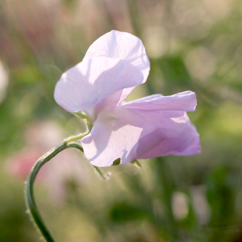 Lathyrus odortatus 'Elegance Lavender' Duftwicke, Saatgut, Einjährige, Schnittblumen, Cool Flower