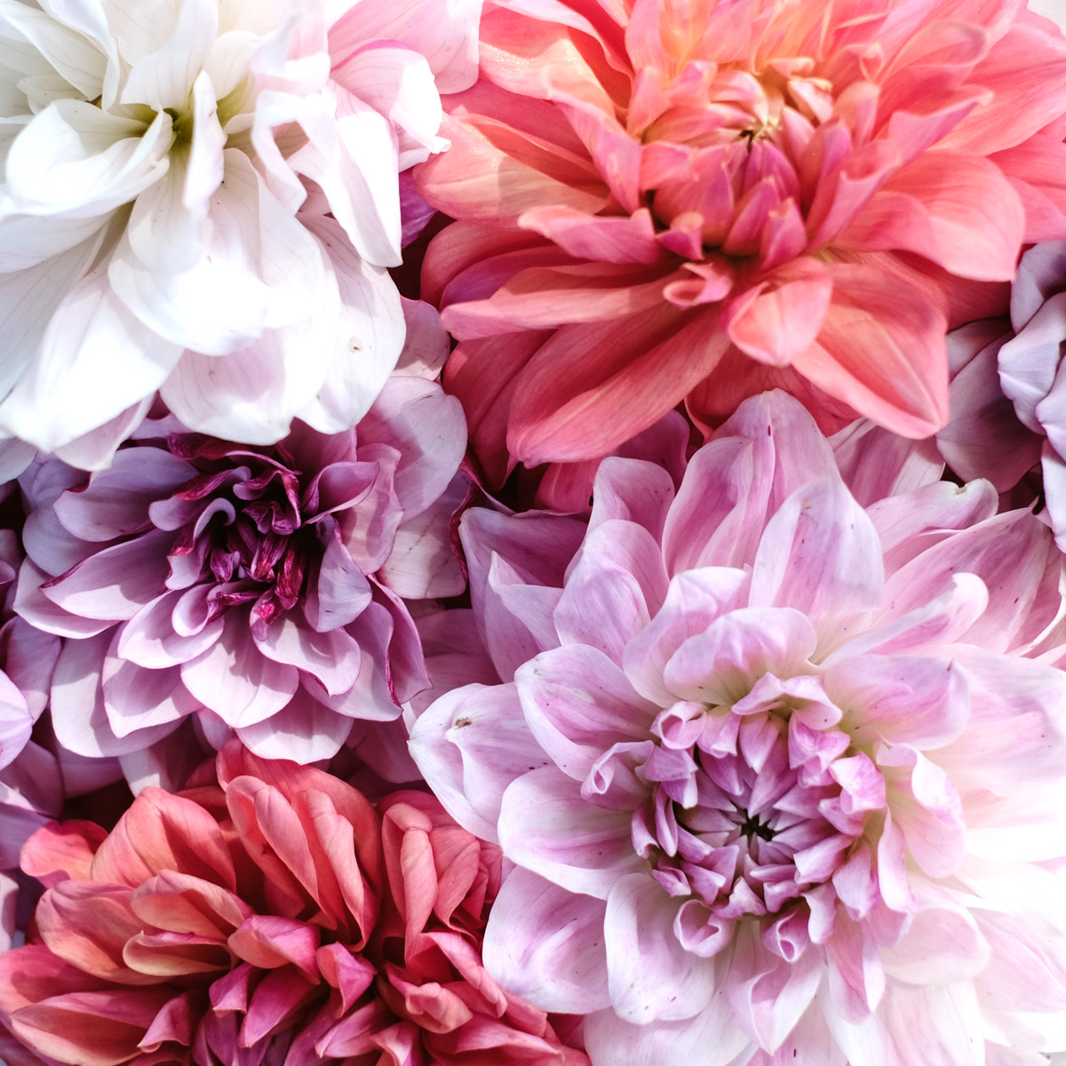 Dahlien Blumenknollen Schnittblumen Garten