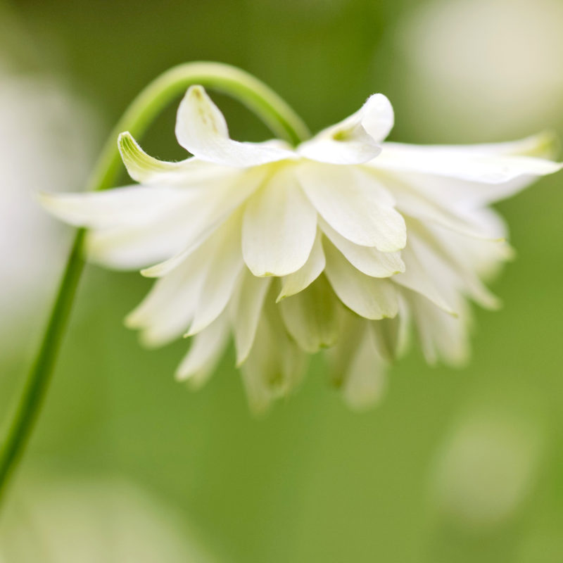 Aquilegia vulgaris plena ‘Green Apples’ Akelei, Staude,Akelei, Mehrjährige Pflanze
