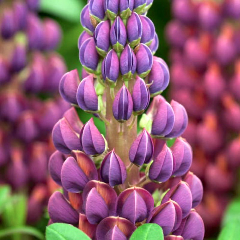 Staude, Lupine, Mehrjährige Pflanze