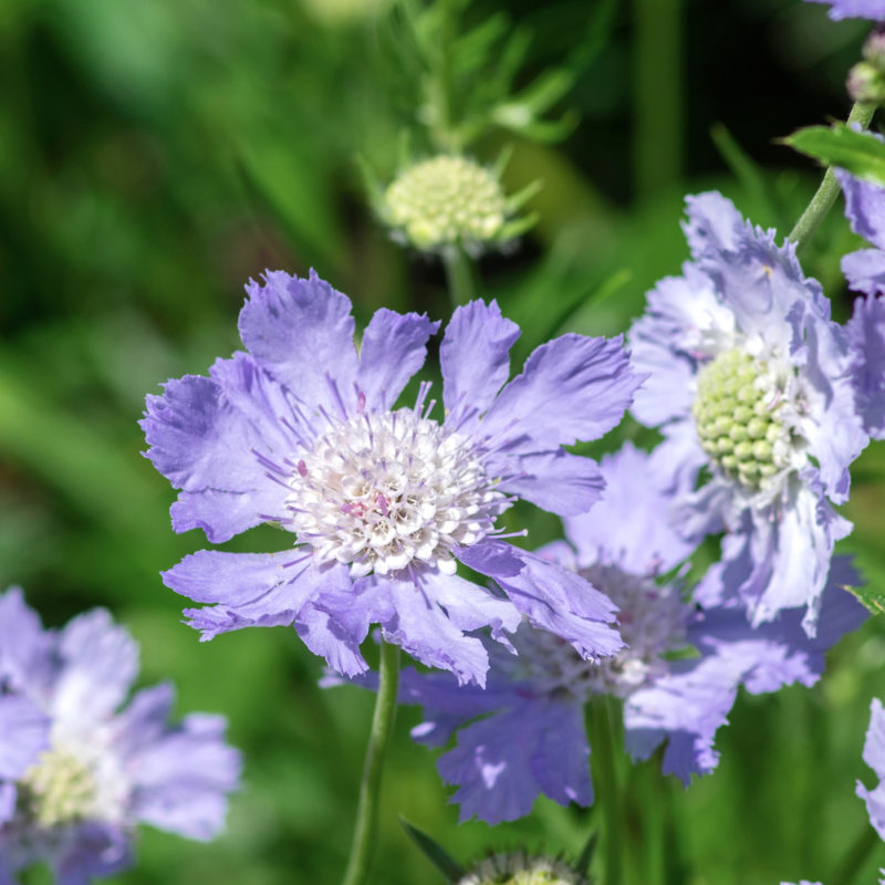 Scabiosa caucasica 'Blauer Atlas', Staude, Skabiose, Mehrjährige Pflanze