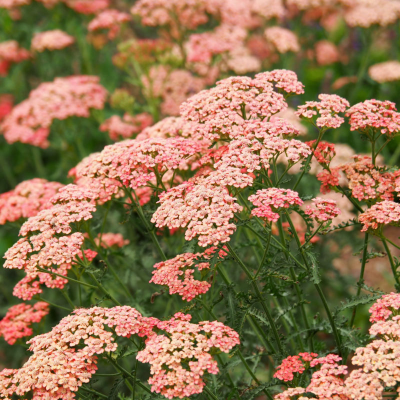 Achillea millefolium 'Apricot Delight' Staude, Scharfgarbe, Mehrjährige Pflanze