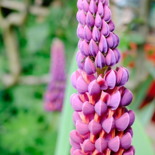 Lupinus polyphyllus 'Masterpiece' (Lupine)