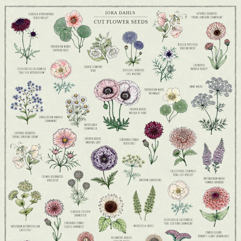 Kunstdruck Marion Rekersdrees Zeichnungen Poster Blumensamen Saatgut Bilderleiste Creamore Mill