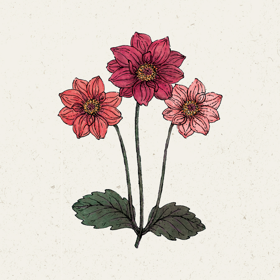 Dahlia 'Bishops Children' Dahlie Blumensamen Saatgut Schnittblumen Illustration Rekersdrees