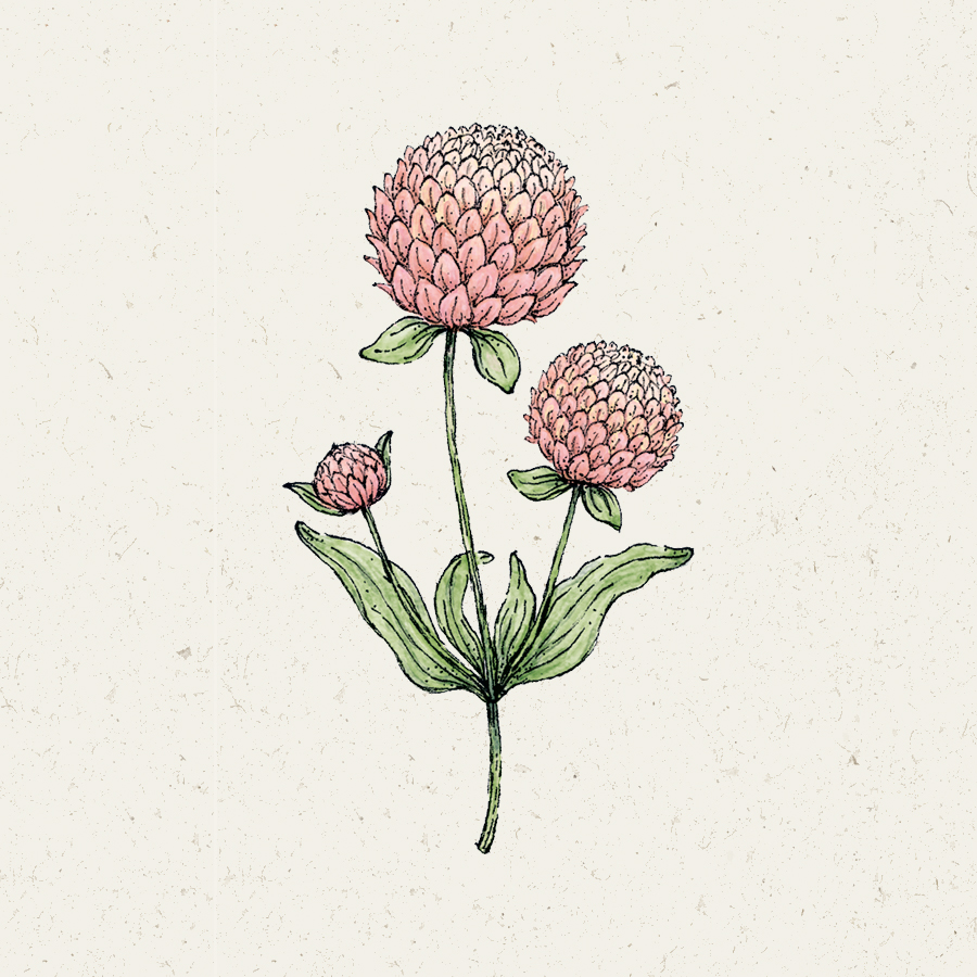 Gomphrena globosa ‘Salmon Pastel’ Kugelamarant Blumensamen Saatgut Schnittblumen Trockenblumen Illustration Rekersdrees