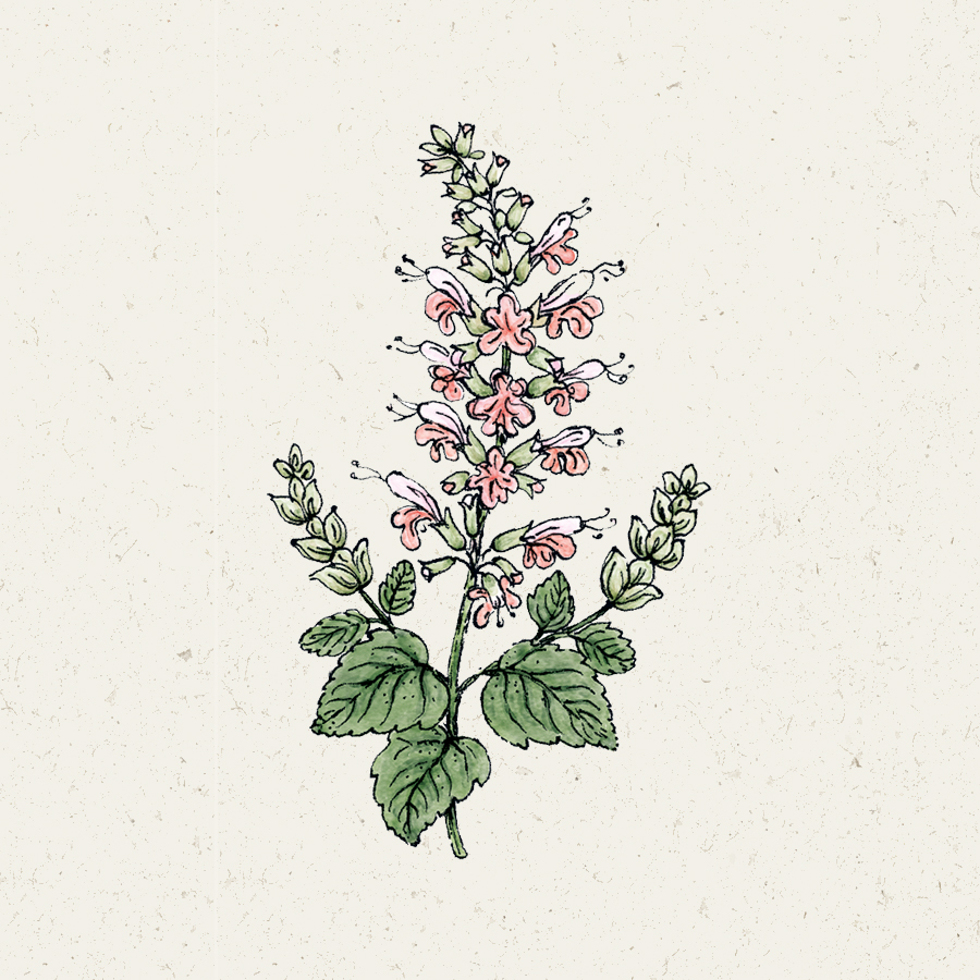 Salvia coccinea ‘Summer Jewel Pink’ Blutsalbei Blumensamen Saatgut Schnittblumen Illustration Rekersdrees