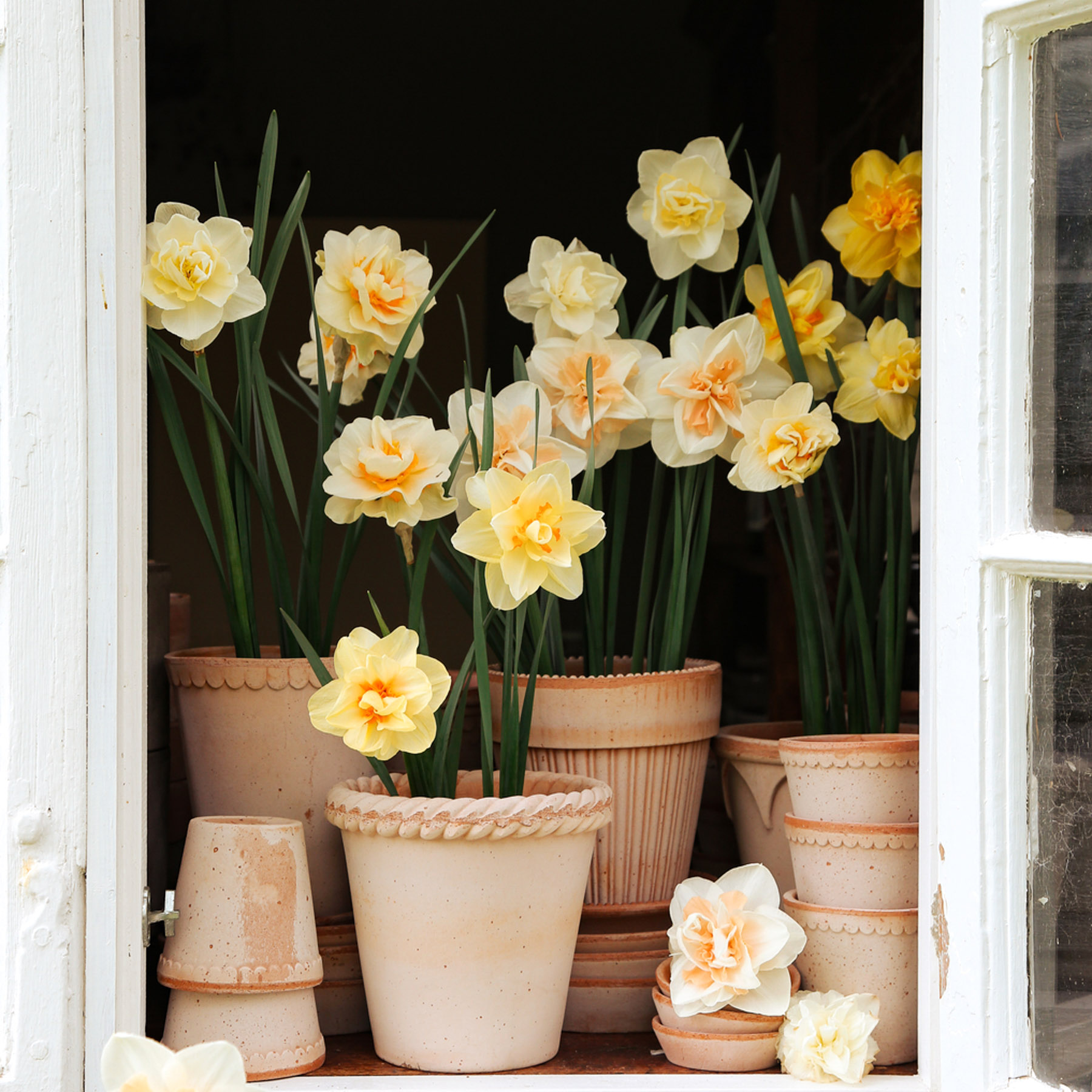 Pflanzgefäße Pflanztöpfe Saatgut Anzucht