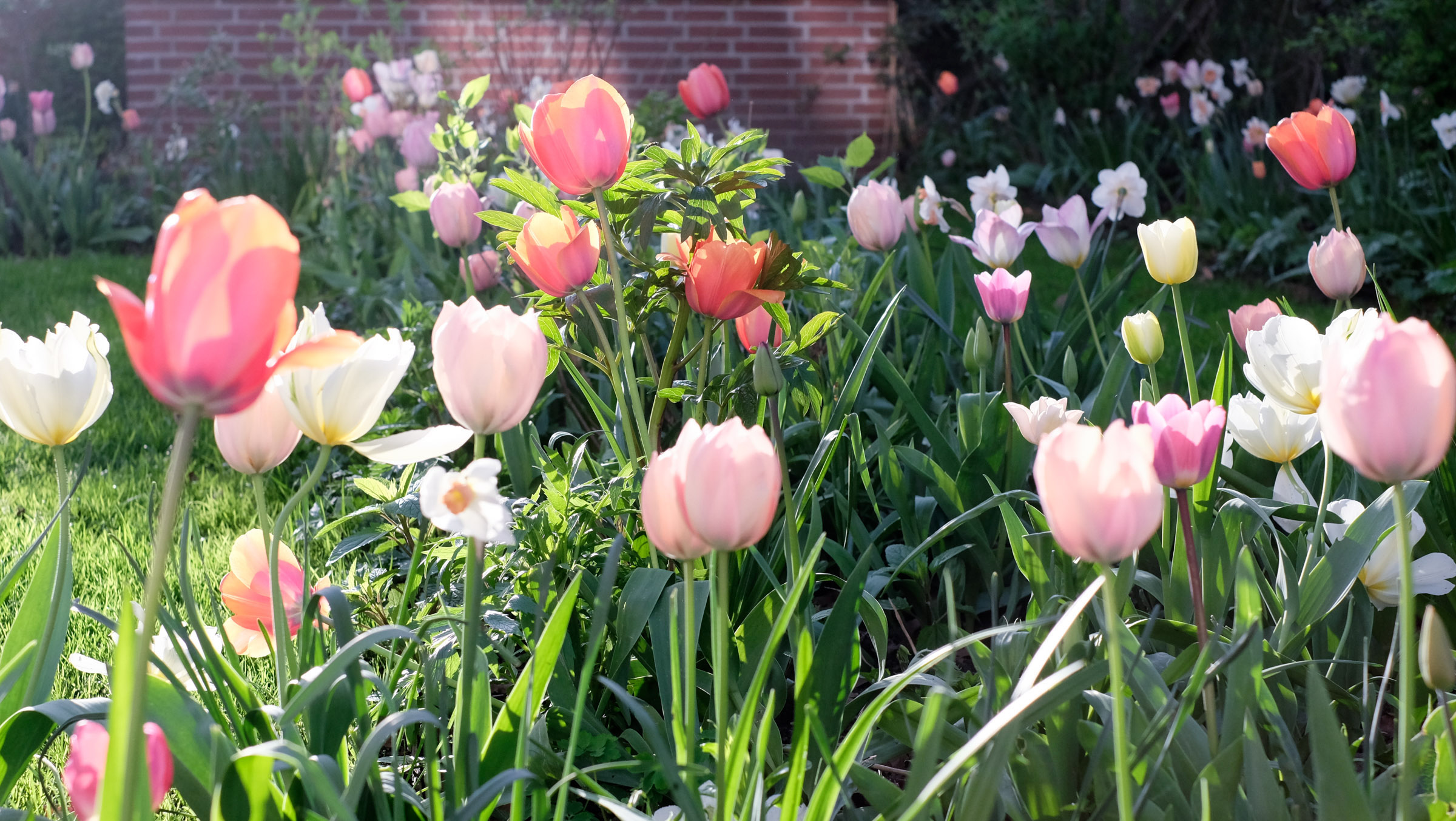 Tulpenbeet in Joras Garten