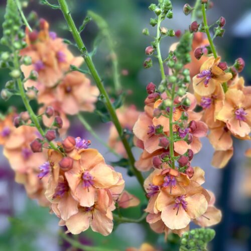 Verbascum Clementine