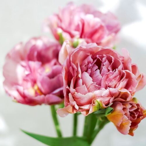 Tulpe Beachberry