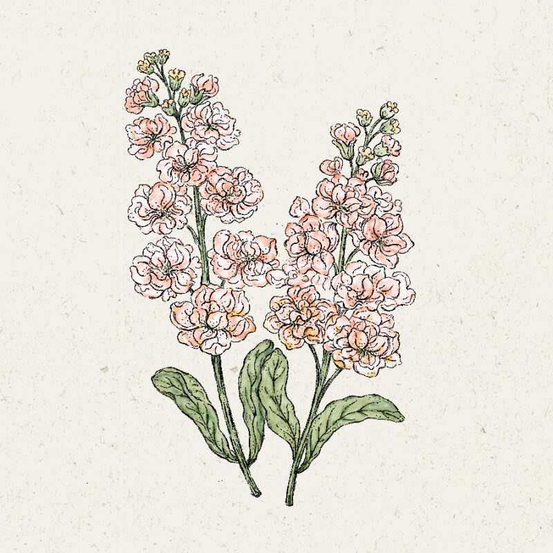 Matthiola Incana 'Iron Apricot' (Stock) - Image 2